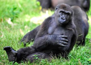 Ape Action Africa