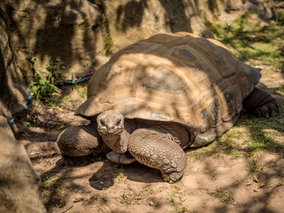 Twycross Zoo Aldabra Tortoise