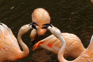 2 flamingos - June 2021