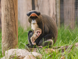 29.05.25 Baby De Brazza's Monkey 2