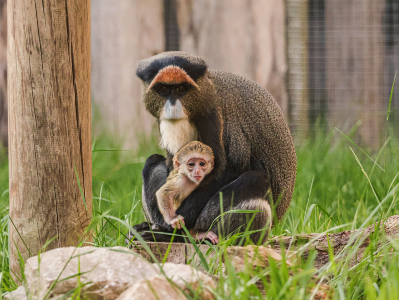 29.05.25 Baby De Brazza's Monkey 2
