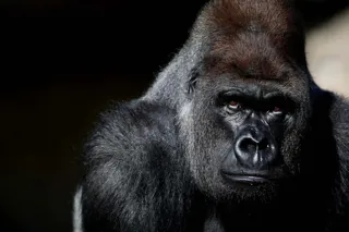 Gorrila 1
