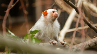 Twycross Zoo Silvery Marmoset