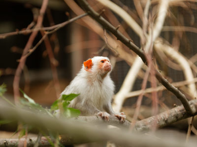 Twycross Zoo Silvery Marmoset