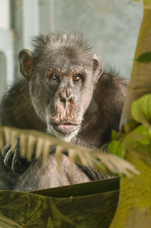 Chimpanzee in Chimp Eden tunnel - May 2023