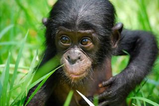 Lola Ya Bonobo