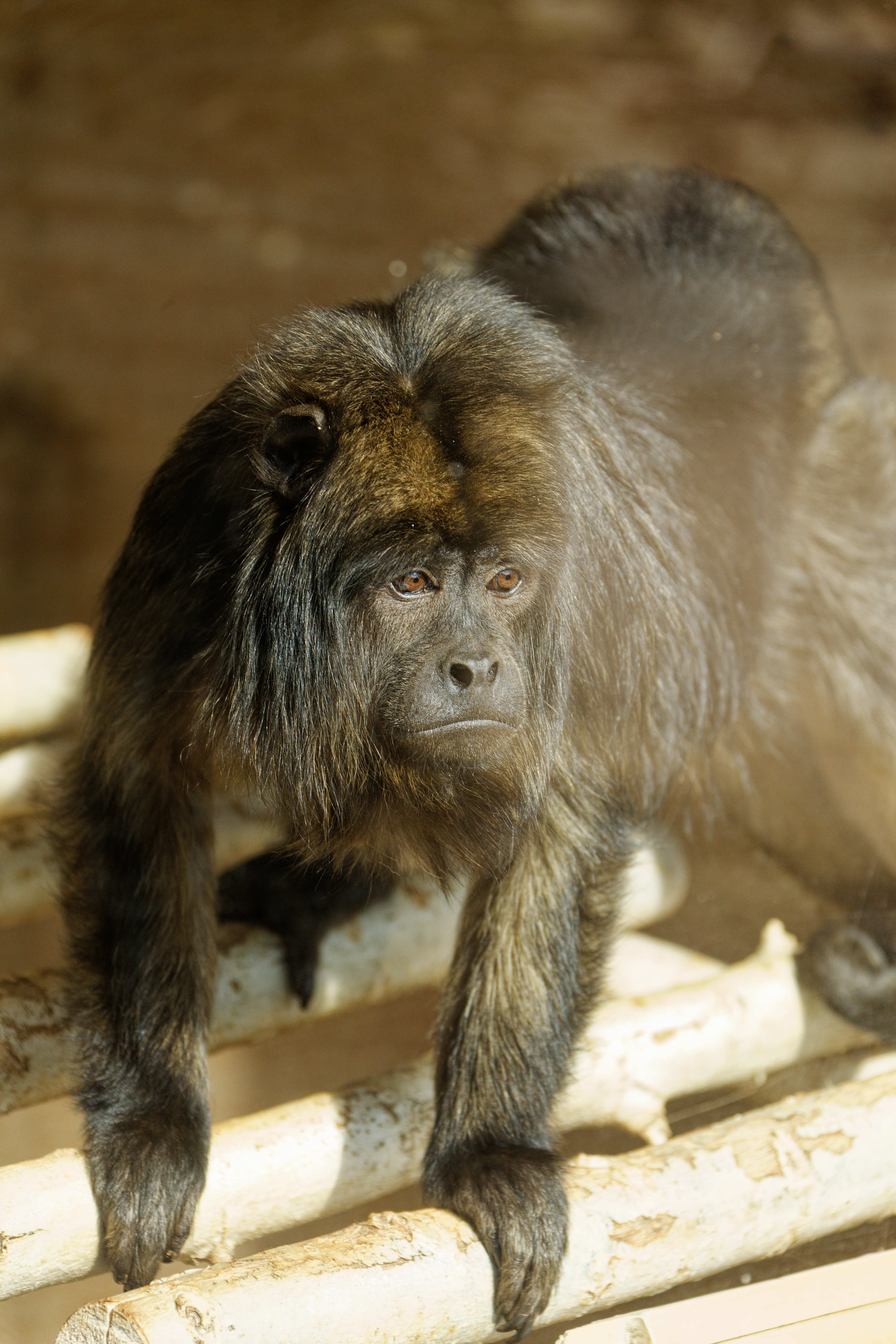 Monkeys | Little Rock Zoo