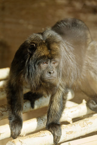 Black-and-gold howler monkey