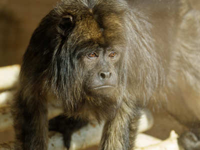 Twycross Zoo Black And Gold Howler Monkey