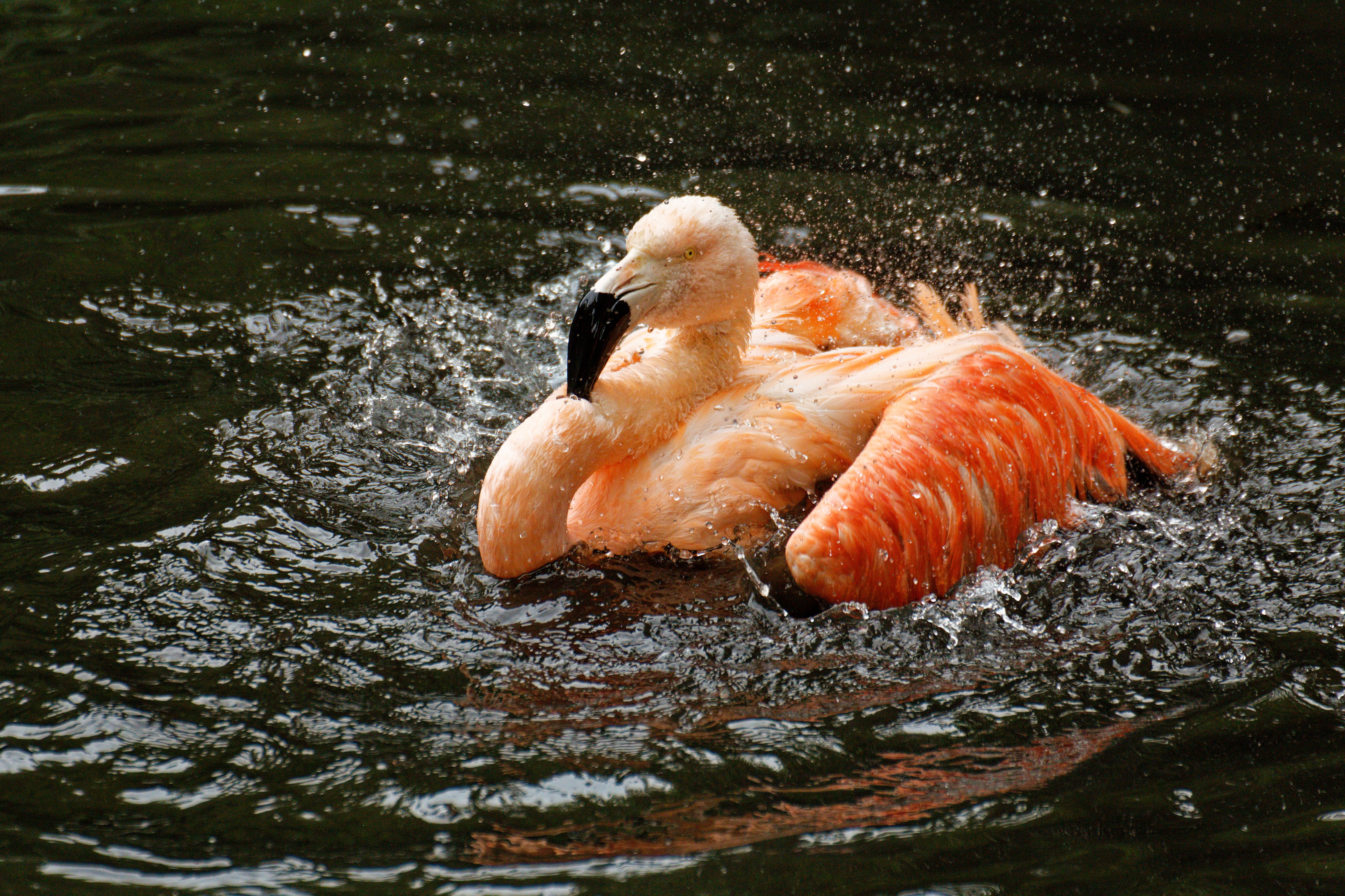 Chilean Flamingo   Pg  000162984 Dxo 