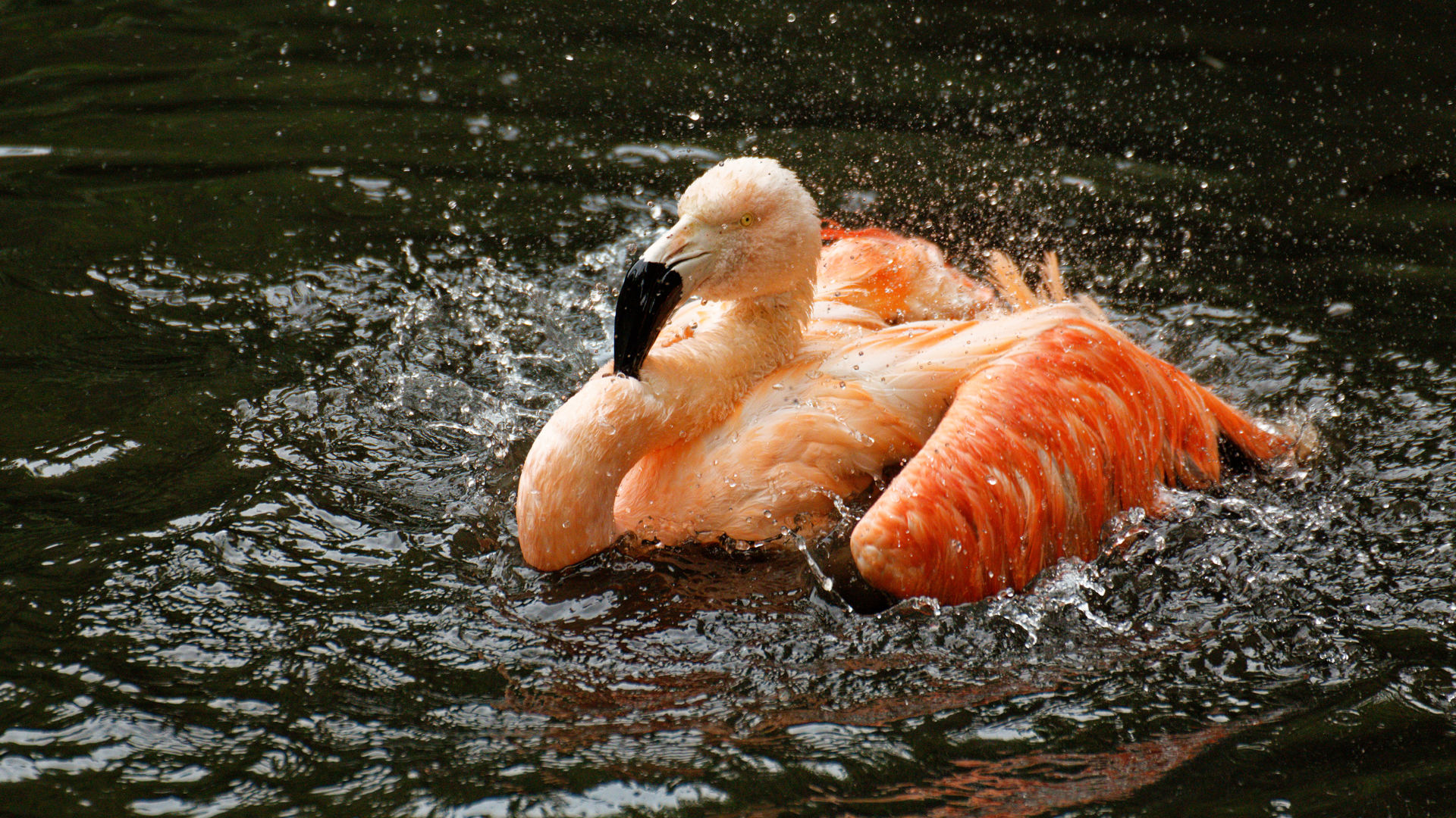 Chilean flamingo