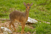 Twycross Zoo Kirk's Dik Dik