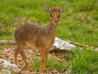 Twycross Zoo Kirk's Dik Dik