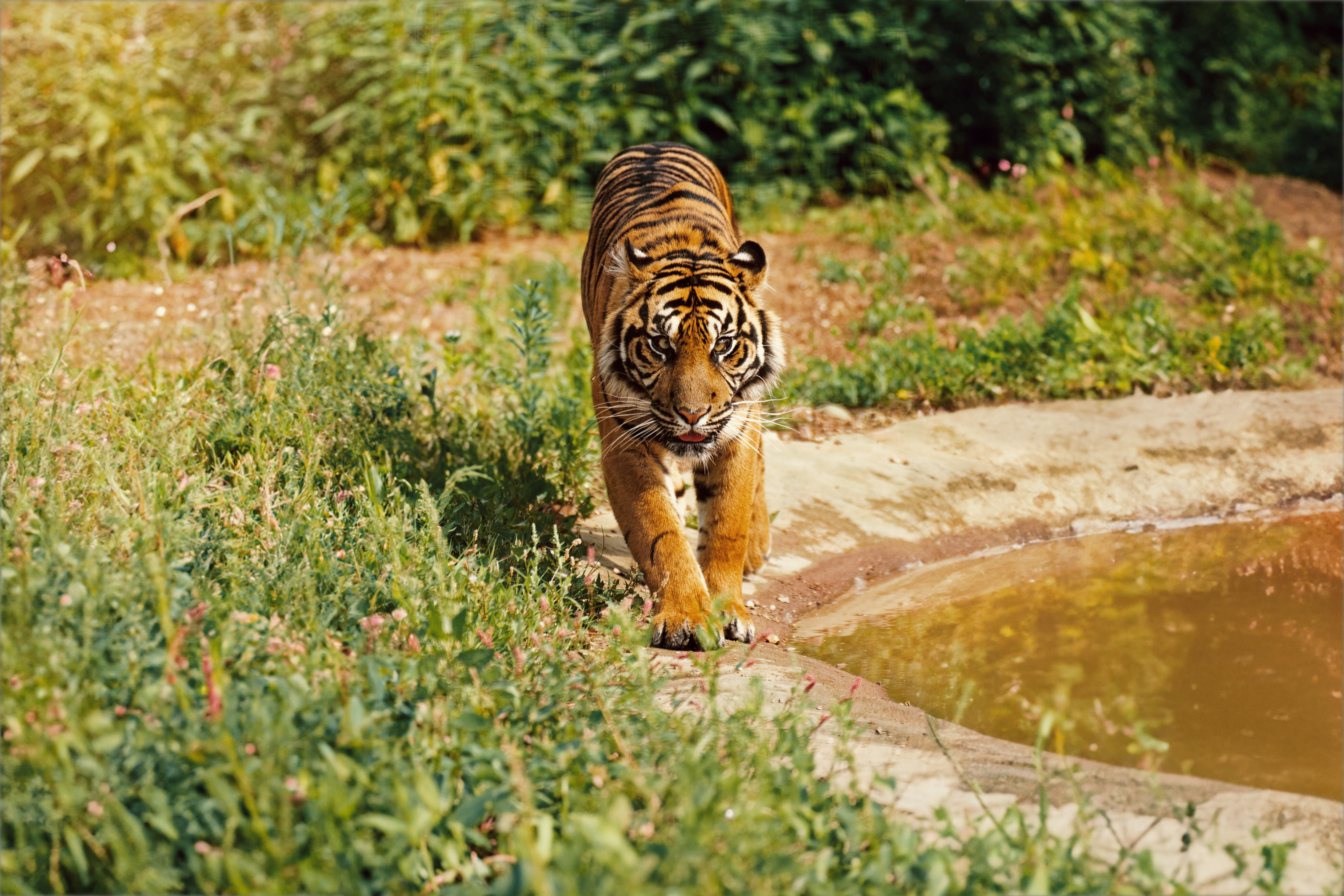 Landscape Tiger Lead Image