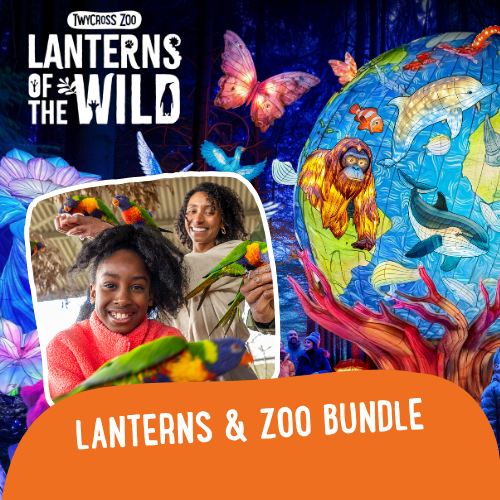 Lanterns & Zoo Bundle