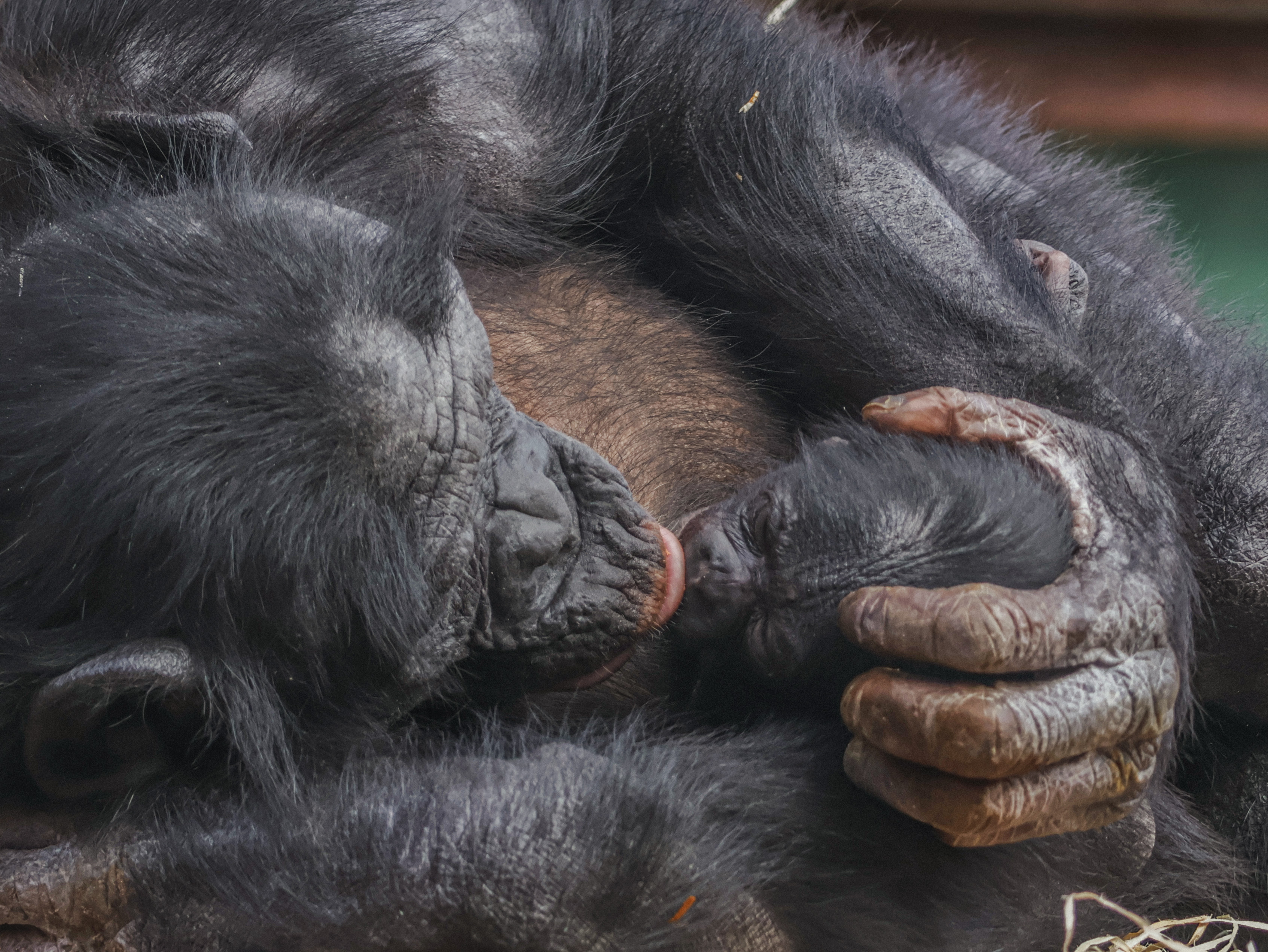 Twycross Zoo S Baby Bonobo September 2025 © Adam Kay3