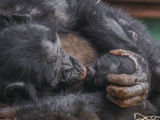 Twycross Zoo S Baby Bonobo September 2025 © Adam Kay3