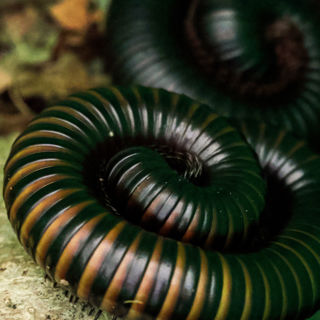 Giant African Millipede