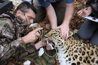 WVI Amur Leopard Vet Check 1