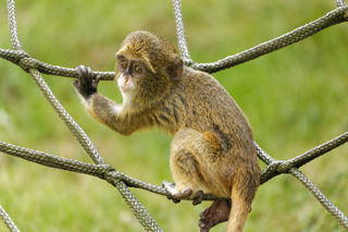 De Brazza's Monkey