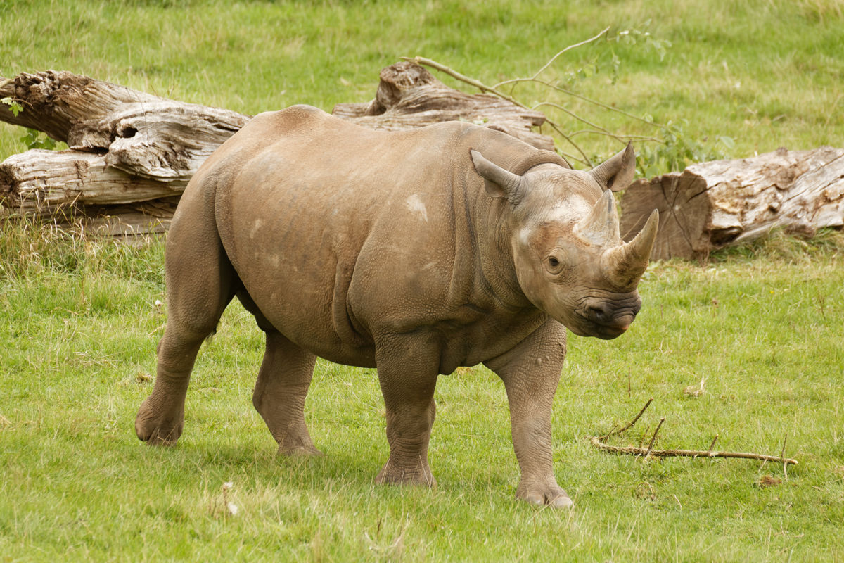 Eastern black rhino Sudan - October 2022