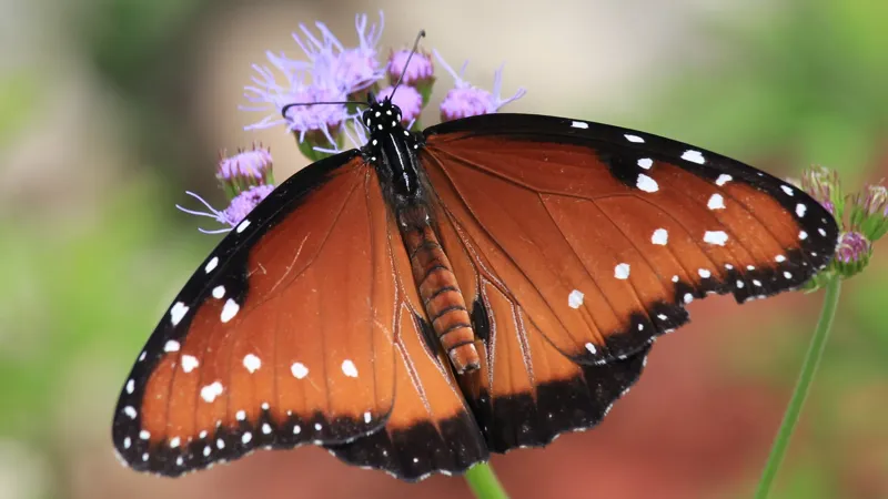 Butteryfly 2