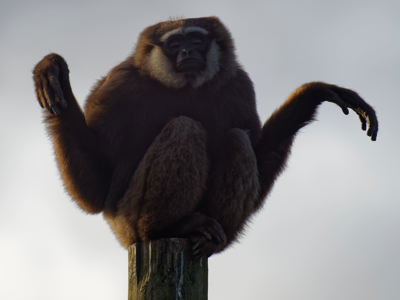 Twycross Zoo Agile Gibbon