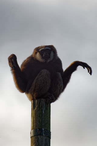 Twycross Zoo Agile Gibbon