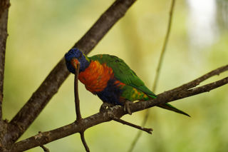 Rainbow lorikeet on branch - June 2022