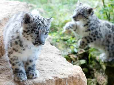 Snow Leopard