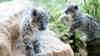 Snow Leopard
