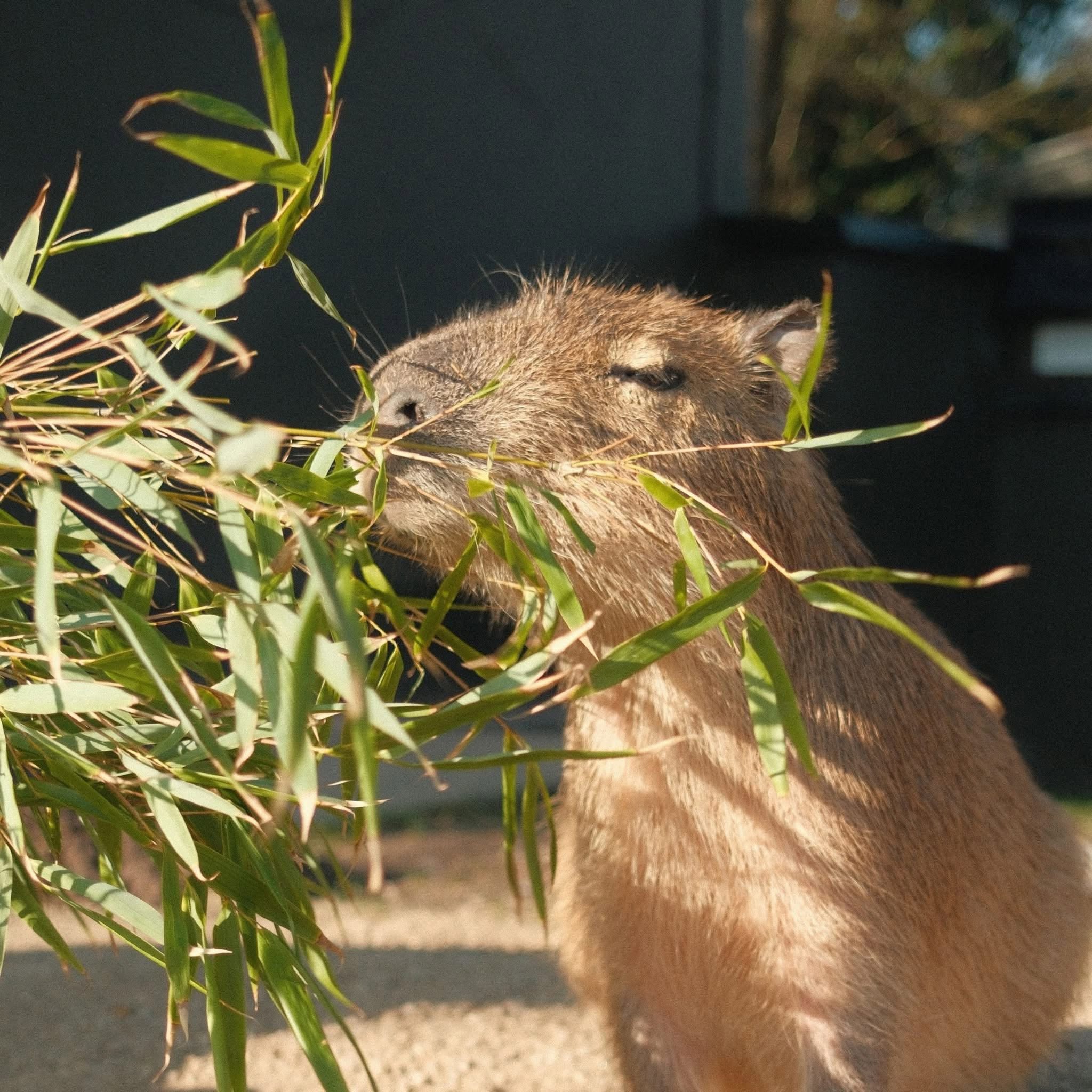 Capybara