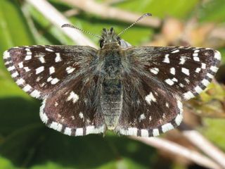 Butterfly News
