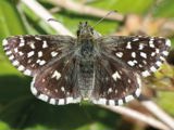 Butterfly News
