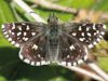 Butterfly News