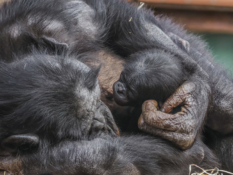 Twycross Zoo S Baby Bonobo September 2025 © Adam Kay2