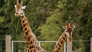 Two giraffes outside - July 2020