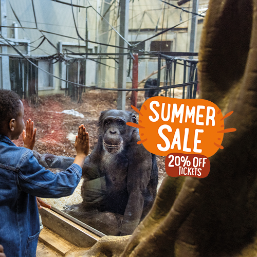 Summer Sale Mobile 500X500