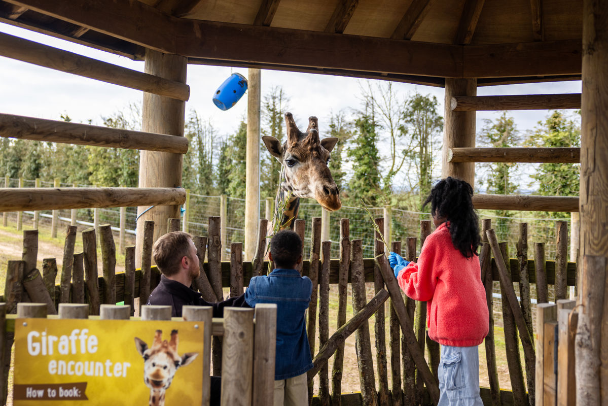 TWYCROSS FAMILY 8