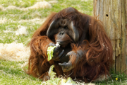 Twycross Zoo Bornean Orangutan