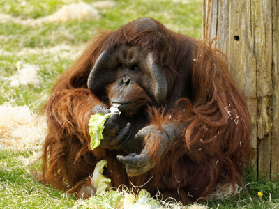 Twycross Zoo Bornean Orangutan