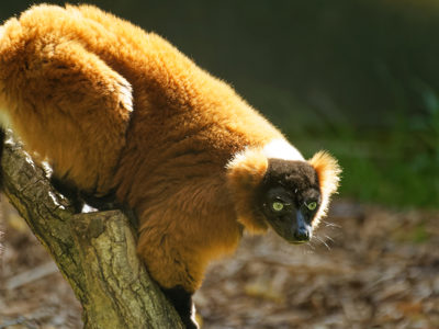 Red Ruffed Lemur