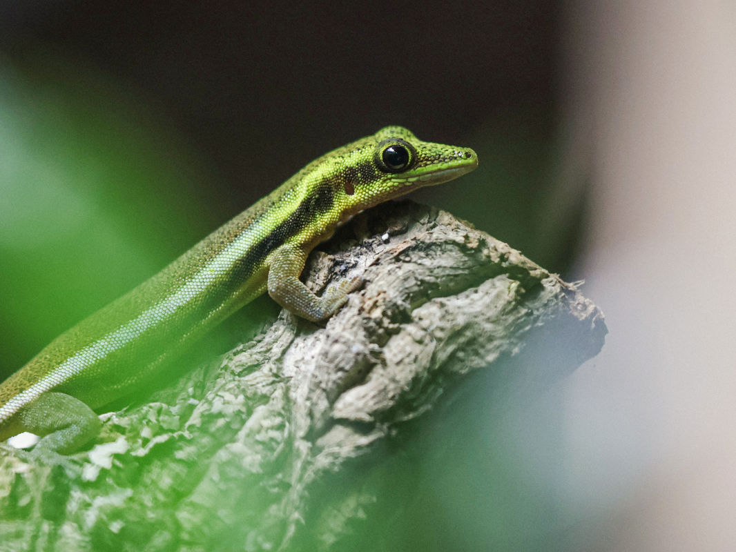 Yellow Headed Day Gecko In Close Encounters 3