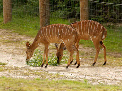 Twycross Zoo Nyala