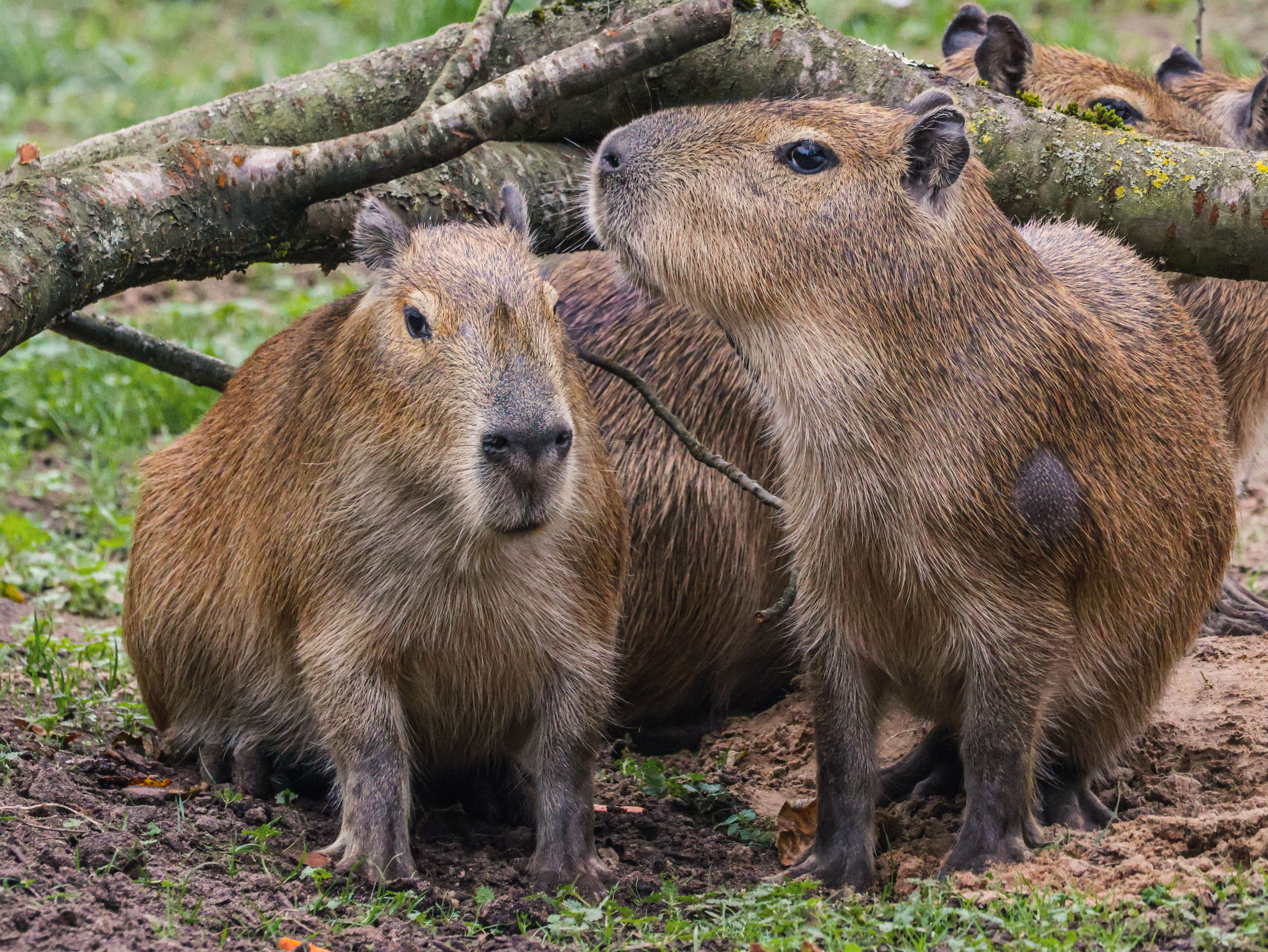 17.10.25 Capybara Arrive At Twycross Zoo 5