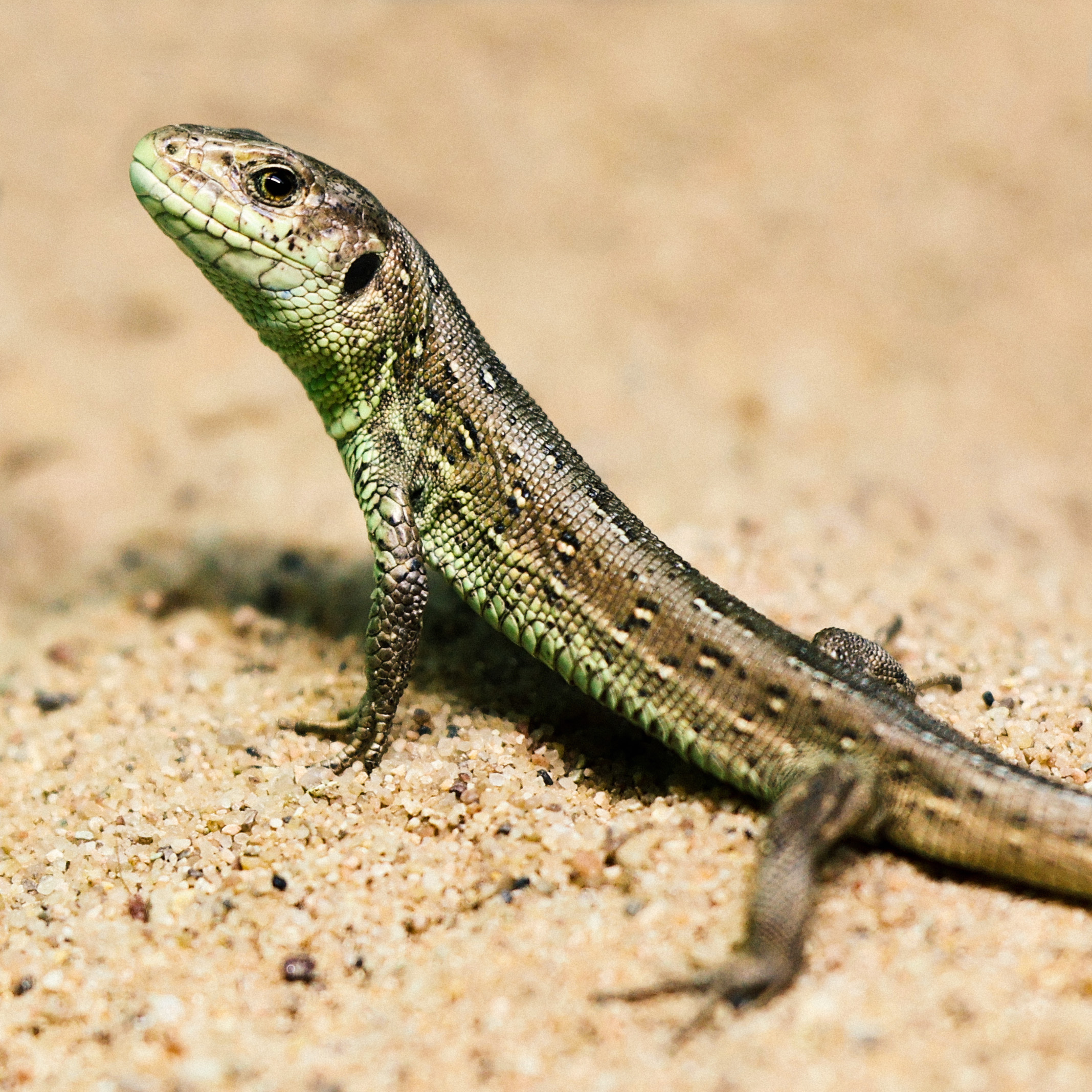 Sand Lizard 3