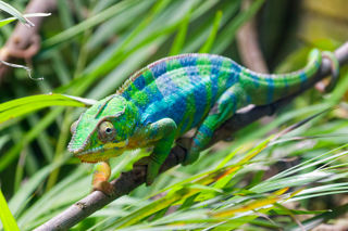 Panther chameleon 5