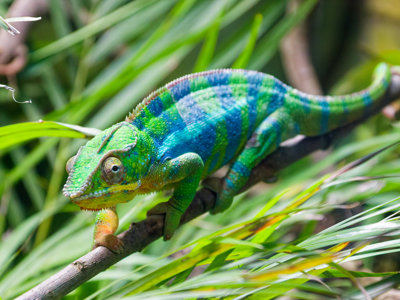 Panther chameleon 5