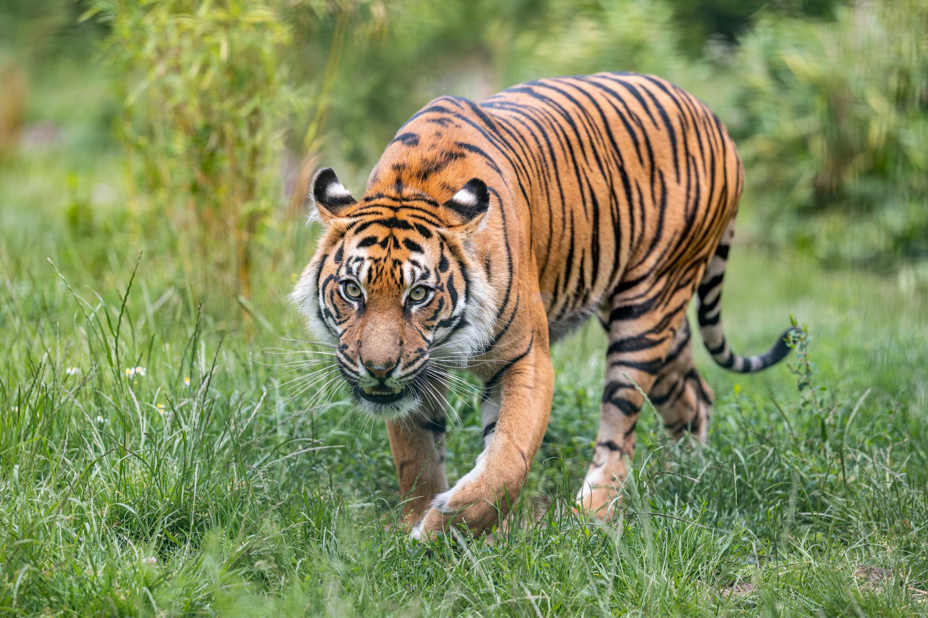 Lestari Tiger