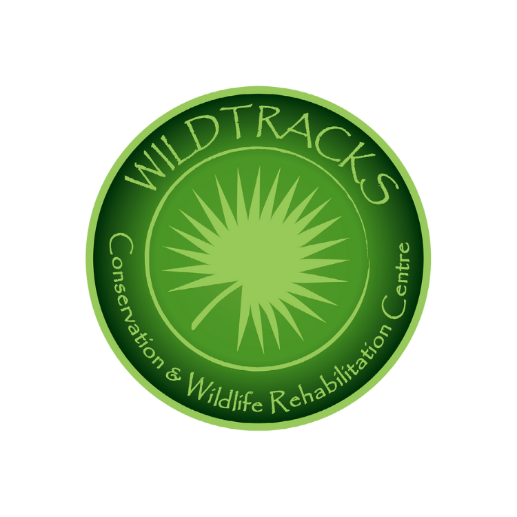 Logo 5 Spider Monkey